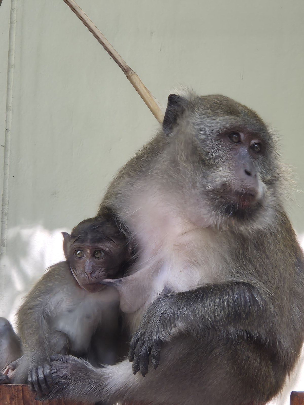 A monkey holding its young