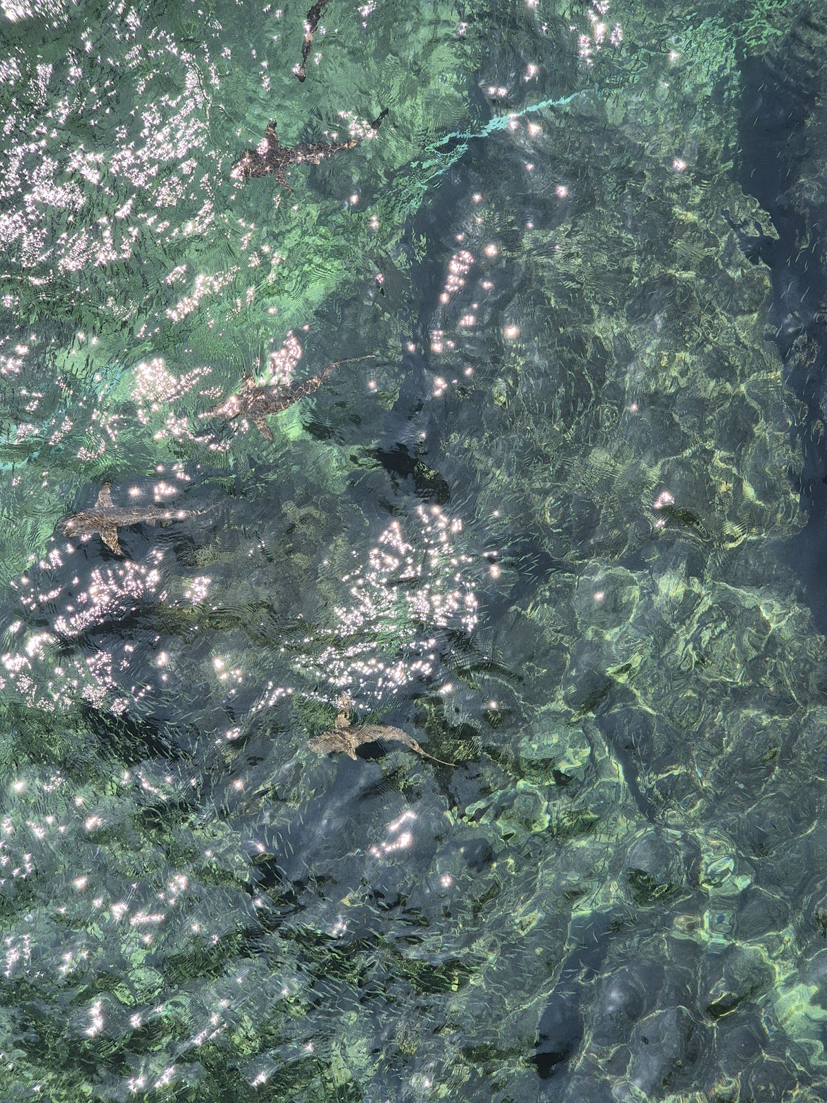Sunlight filtering through dense green leaves