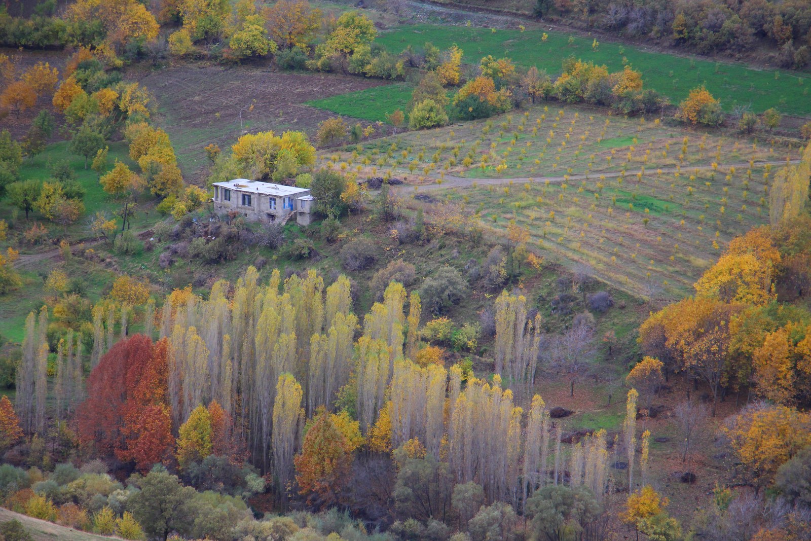 Autumn trees and patterned fields on a hillside