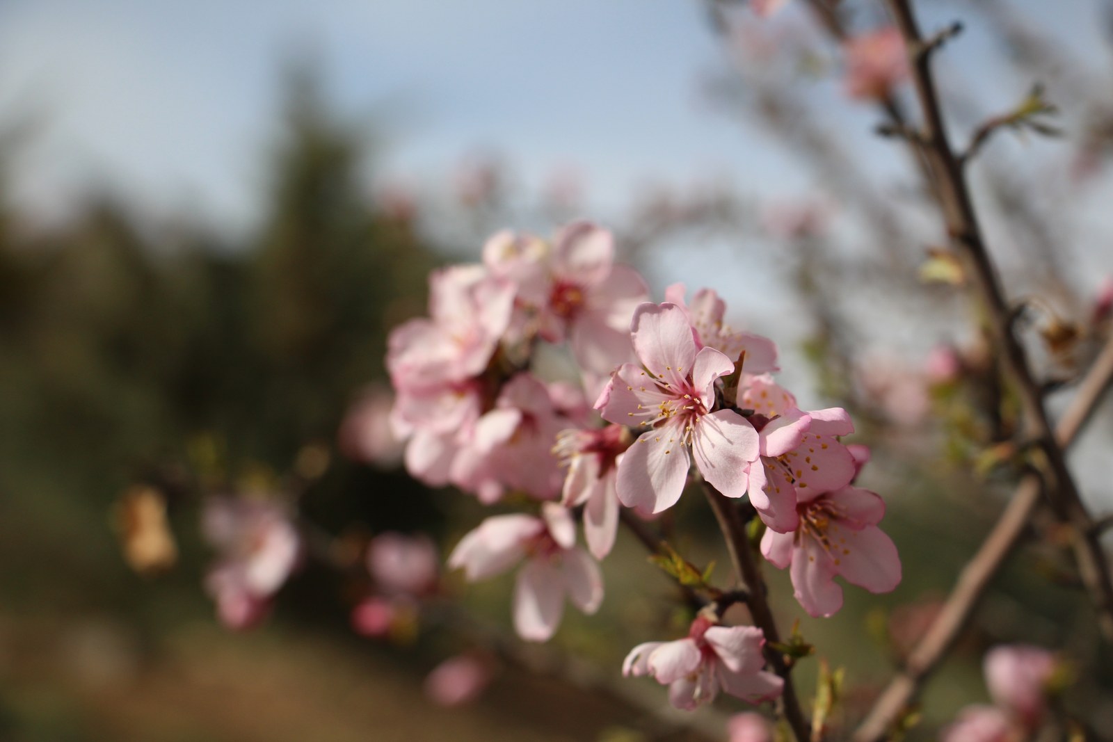 Pink blossoms in soft light