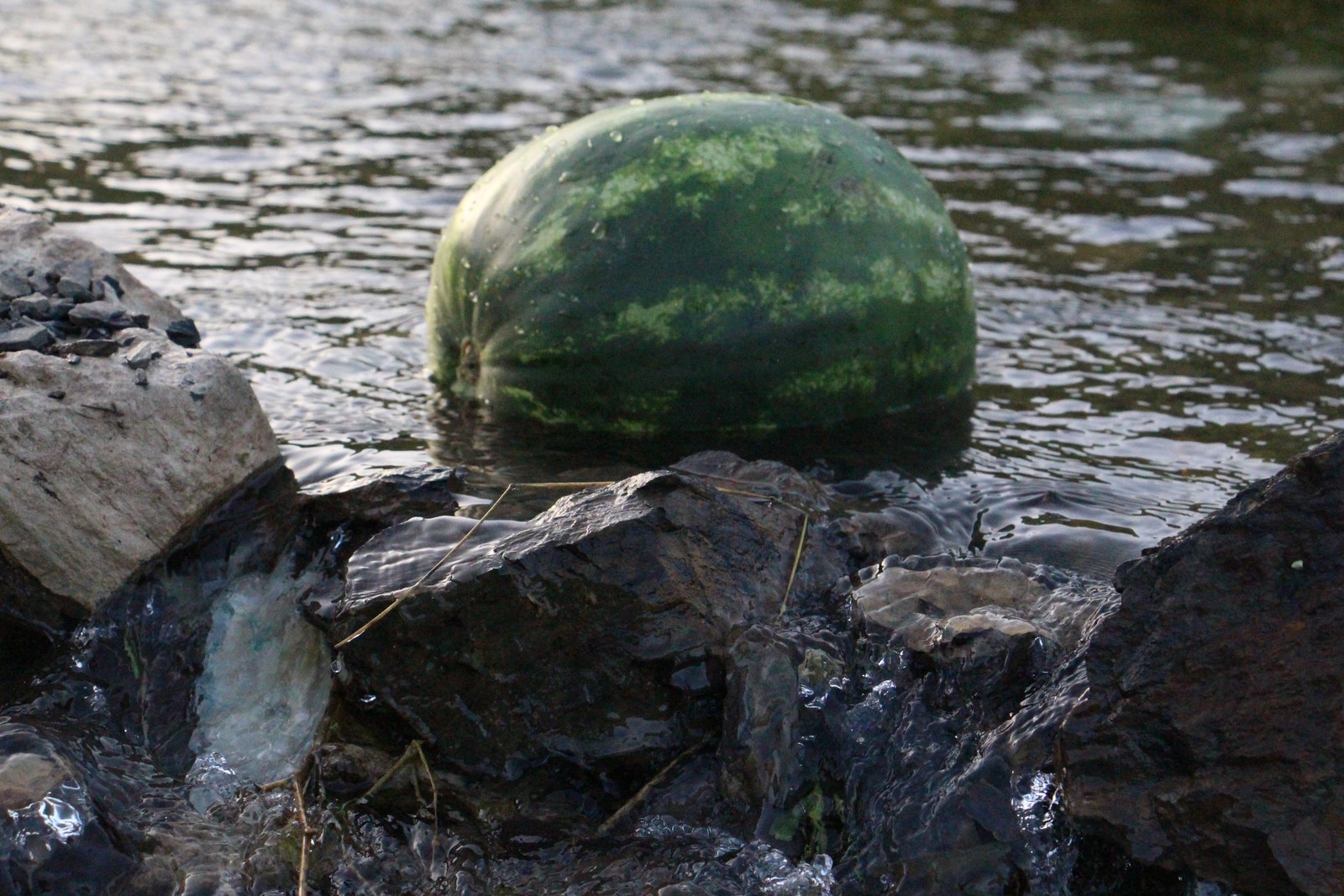 Watermelon resting among wet rocks in a stream