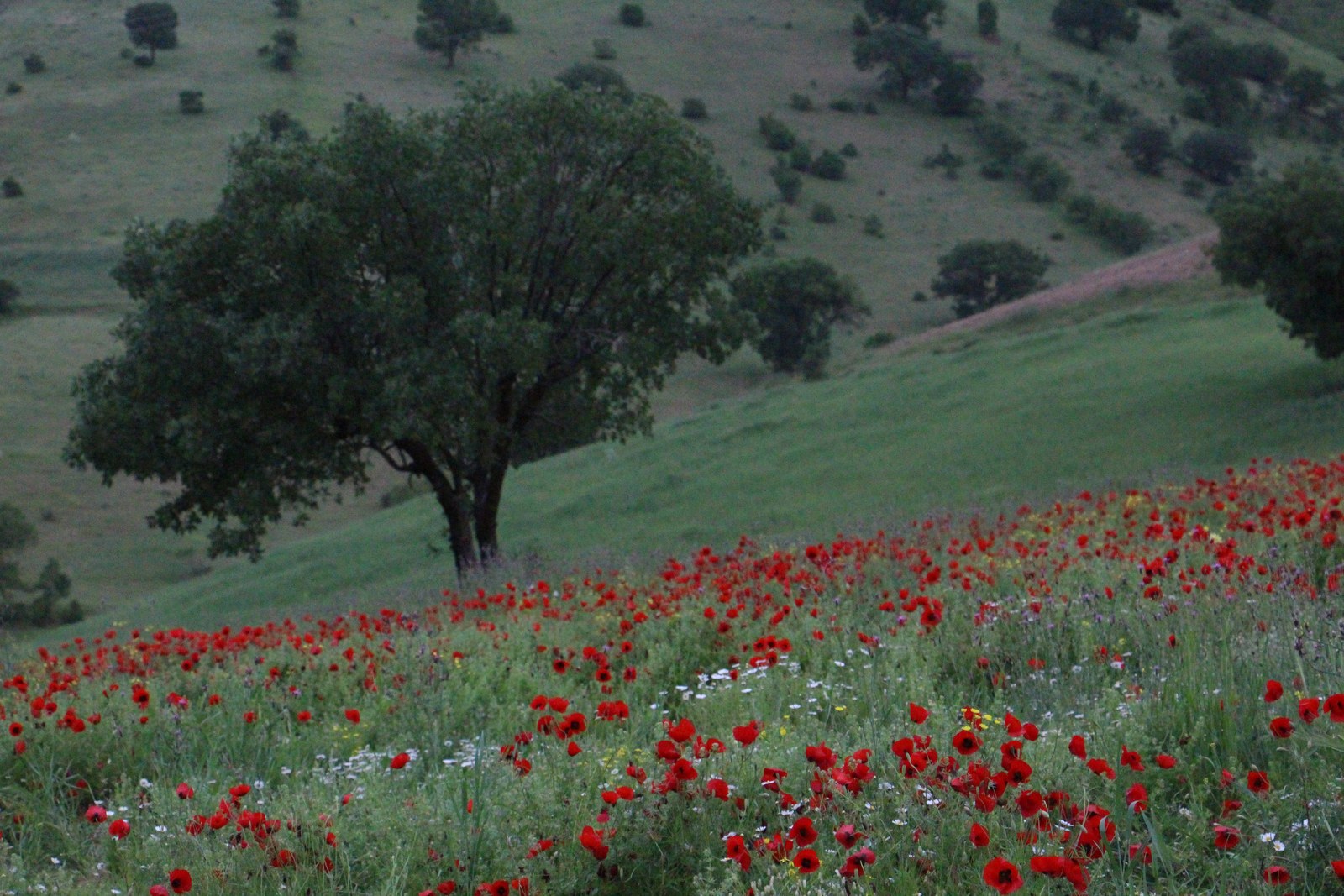 Red flowers covering a grassy hillside around a lone tree