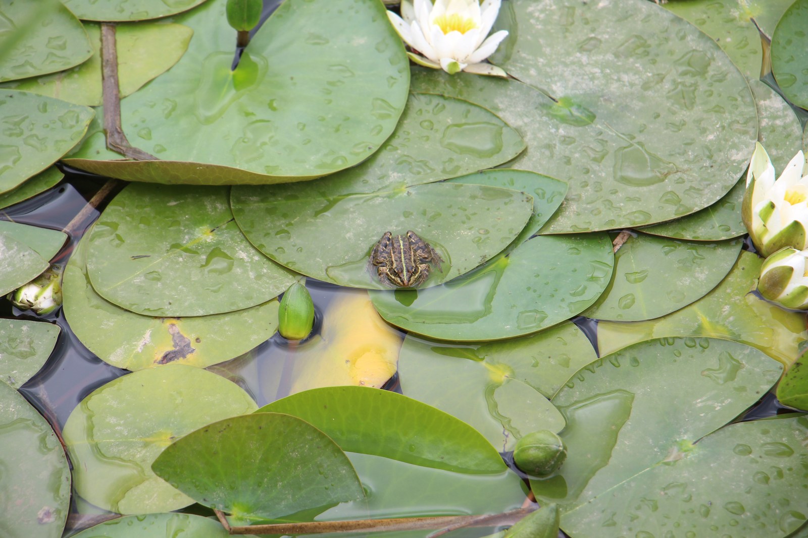 Lily pads and white flowers floating on water