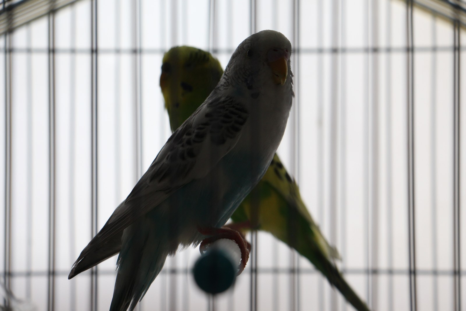 Two small birds perched inside a cage